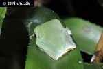 phyllomedusa tomopterna tiger leg monkey frog phyllomedusa tomopterna tiger leg monkey frog