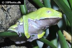phyllomedusa vaillantii white lined leaf frog phyllomedusa vaillantii white lined leaf frog