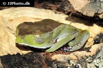 phyllomedusa vaillantii white lined leaf frog phyllomedusa vaillantii white lined leaf frog