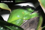 rhacophorus dennysi chinese flying frog rhacophorus dennysi chinese flying frog
