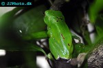 rhacophorus dennysi chinese flying frog rhacophorus dennysi chinese flying frog