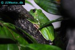 rhacophorus dennysi chinese flying frog rhacophorus dennysi chinese flying frog