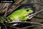 rhacophorus dennysi chinese flying frog rhacophorus dennysi chinese flying frog