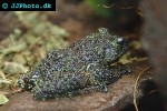 theloderma corticale vietnamese mossy frog theloderma corticale vietnamese mossy frog