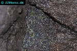 theloderma corticale vietnamese mossy frog theloderma corticale vietnamese mossy frog