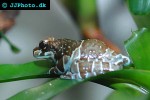 trachycephalus resinifictrix amazonian milk frog trachycephalus resinifictrix amazonian milk frog