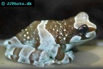 trachycephalus resinifictrix amazonian milk frog trachycephalus resinifictrix amazonian milk frog