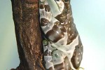 trachycephalus resinifictrix amazonian milk frog trachycephalus resinifictrix amazonian milk frog