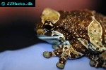 trachycephalus resinifictrix amazonian milk frog trachycephalus resinifictrix amazonian milk frog