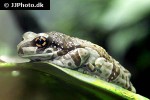 trachycephalus resinifictrix amazonian milk frog trachycephalus resinifictrix amazonian milk frog