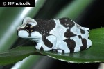 trachycephalus resinifictrix amazonian milk frog trachycephalus resinifictrix amazonian milk frog