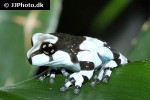 trachycephalus resinifictrix amazonian milk frog trachycephalus resinifictrix amazonian milk frog