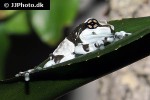 trachycephalus resinifictrix amazonian milk frog trachycephalus resinifictrix amazonian milk frog