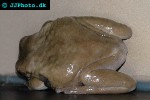 trachycephalus venulosus veined tree frog trachycephalus venulosus veined tree frog