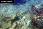 caesio caerulaurea caesio caerulaurea
