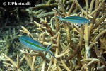 caesio caerulaurea caesio caerulaurea