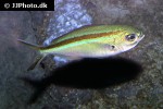 caesio caerulaurea caesio caerulaurea