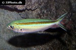 caesio caerulaurea caesio caerulaurea