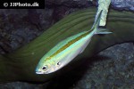 caesio caerulaurea caesio caerulaurea