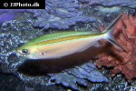 caesio caerulaurea caesio caerulaurea