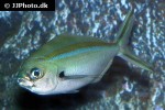 caesio caerulaurea caesio caerulaurea