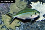 caesio caerulaurea caesio caerulaurea