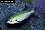 caesio caerulaurea caesio caerulaurea