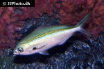 caesio caerulaurea caesio caerulaurea