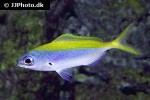 caesio xanthonota caesio xanthonota