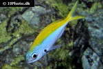 caesio xanthonota caesio xanthonota