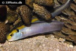 hoplolatilus fourmanoiri hoplolatilus fourmanoiri