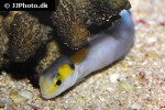 hoplolatilus fourmanoiri hoplolatilus fourmanoiri