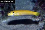 hoplolatilus luteus hoplolatilus luteus