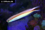 hoplolatilus marcosi hoplolatilus marcosi