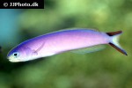 hoplolatilus purpureus hoplolatilus purpureus