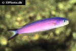 hoplolatilus purpureus hoplolatilus purpureus