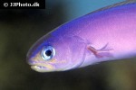 hoplolatilus purpureus hoplolatilus purpureus