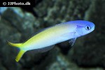 hoplolatilus starcki hoplolatilus starcki