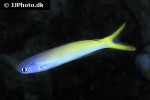 hoplolatilus starcki hoplolatilus starcki
