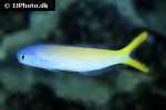 hoplolatilus starcki hoplolatilus starcki