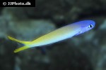hoplolatilus starcki hoplolatilus starcki