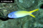 hoplolatilus starcki hoplolatilus starcki