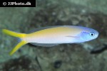 hoplolatilus starcki hoplolatilus starcki