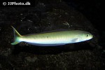 malacanthus plumieri malacanthus plumieri