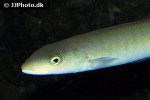 malacanthus plumieri malacanthus plumieri