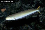 malacanthus plumieri malacanthus plumieri