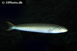 malacanthus plumieri malacanthus plumieri