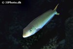 malacanthus plumieri malacanthus plumieri