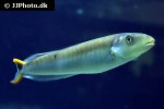 malacanthus plumieri malacanthus plumieri