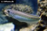 malacanthus plumieri malacanthus plumieri